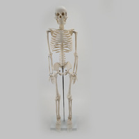 Modèle d'anatomie du squelette humain SCMEHE 2026 de 85 cm (33,46 po) pour usage éducatif et anatomique dans les écoles et les universités
