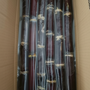 Caña de azúcar congelada al por mayor, precio de fábrica, origen, Vietnam, sabor dulce para comer y cocinar, superventas - Product Image 1