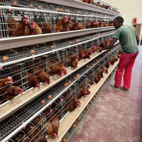 Nouvelle cage à poulets de type 3/4 étages en acier galvanisé à chaud, capacité de 10 000 poulets pour l'élevage avicole
