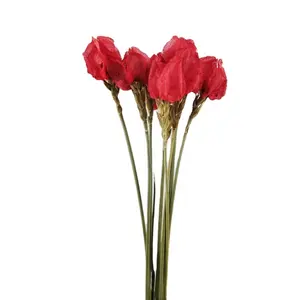 Sumflora изготовленный на заказ 100% свежий оптовая продажа собственными руками Сделай Сам вечный цветок подарок на день Святого Валентина сухие цветы цветок Папайи