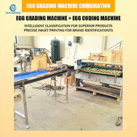 Machine de tri d'œufs automatique à fonctionnement stable, trieuse de taille d'œufs en acier inoxydable pour petites exploitations