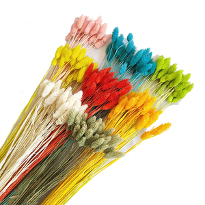 Hierba de Joyería de Zante, <span class=keywords><strong>Phalaris</strong></span>, Hierba Seca Decorativa para Bodas, Día de la Madre, Graduación, Decoración del Hogar, Flores Reales - Product Image 4