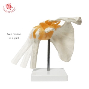 Modelo de <span class=keywords><strong>Esqueleto</strong></span> <span class=keywords><strong>Humano</strong></span> FRT026, Modelo de Articulación del <span class=keywords><strong>Hombro</strong></span> con Ligamento, Ciencia Médica, Anatomía del <span class=keywords><strong>Hombro</strong></span>, Material Didáctico - Product Image 3