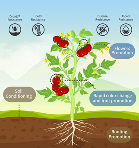 Alginic Acid Alginate Fertilizer Seaweed Extract Powder Effectively Prevented <strong>Nematode</strong> Rooting and Promoted Photosynthesis - Product Image 3
