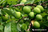 Poudre de prune verte séchée par pulvérisation-riche en acides organiques et minéraux naturels, alcaline-alimentaire, soluble instantané