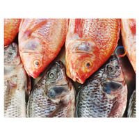 Exportation de tilapia rouge entier congelé de Chine, tilapia rouge GS, poisson congelé IQF, origine Chine