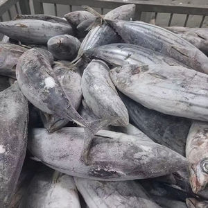 Atún al por mayor de buena calidad fresco congelado Skip Jack Fish Skipjack a la venta - Product Image 1