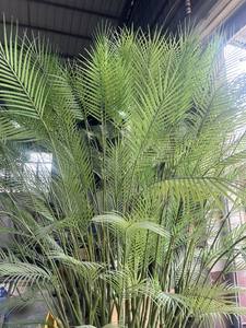 Palmera Artificial Realista Más Vendida, Bonsái Ornamental <span class=keywords><strong>Areca</strong></span> <span class=keywords><strong>Catechu</strong></span> en Maceta para Navidad y Año Nuevo Chino - Product Image 2