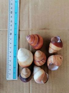 Vỏ Sò Thủ Công Tự Nhiên Trang Trí Theo Yêu Cầu Vỏ Sò Raffia Abaca Vỏ Sò Thủ Công Trang Trí Nhà Cửa - Product Image 3