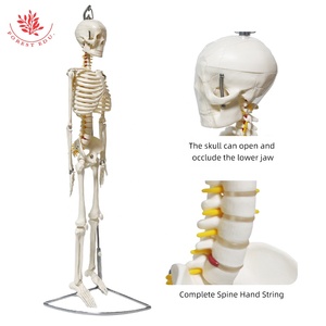 Modelo anatómico 85CM colgante básico hueso blanco puro con raíz nerviosa ciencia médica - Product Image 3