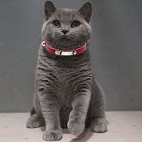 Collier pour chat et chien en PU et cuir souple de luxe avec cloche, petite taille, boucle réglable, anti-perte, fournitures pour animaux de compagnie