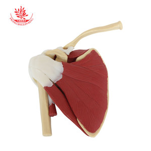 Modèle de muscle de l'articulation de l'épaule, en PVC, avec os mobiles, modèle d'articulation de l'épaule pour l'enseignement médical des adultes - Product Image 4