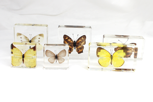 Recursos didácticos, exhibición de artesanías de resina, espécimen de mariposa Real, colección de espécimen preservado de mariposa, regalos para niños - Product Image 3