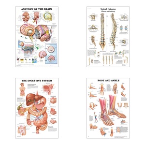 Póster de anatomía humana en inglés <span class=keywords><strong>con</strong></span> imagen/tamaño personalizado, póster artístico de pared en lienzo para aulas, hospitales, decoración del hogar, sin marco - Product Image 6