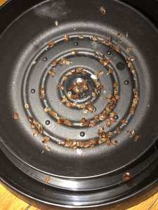 Detector de insectos de cama, Monitor activo de trampa, venta al por mayor, China, <span class=keywords><strong>2022</strong></span> - Product Image 6