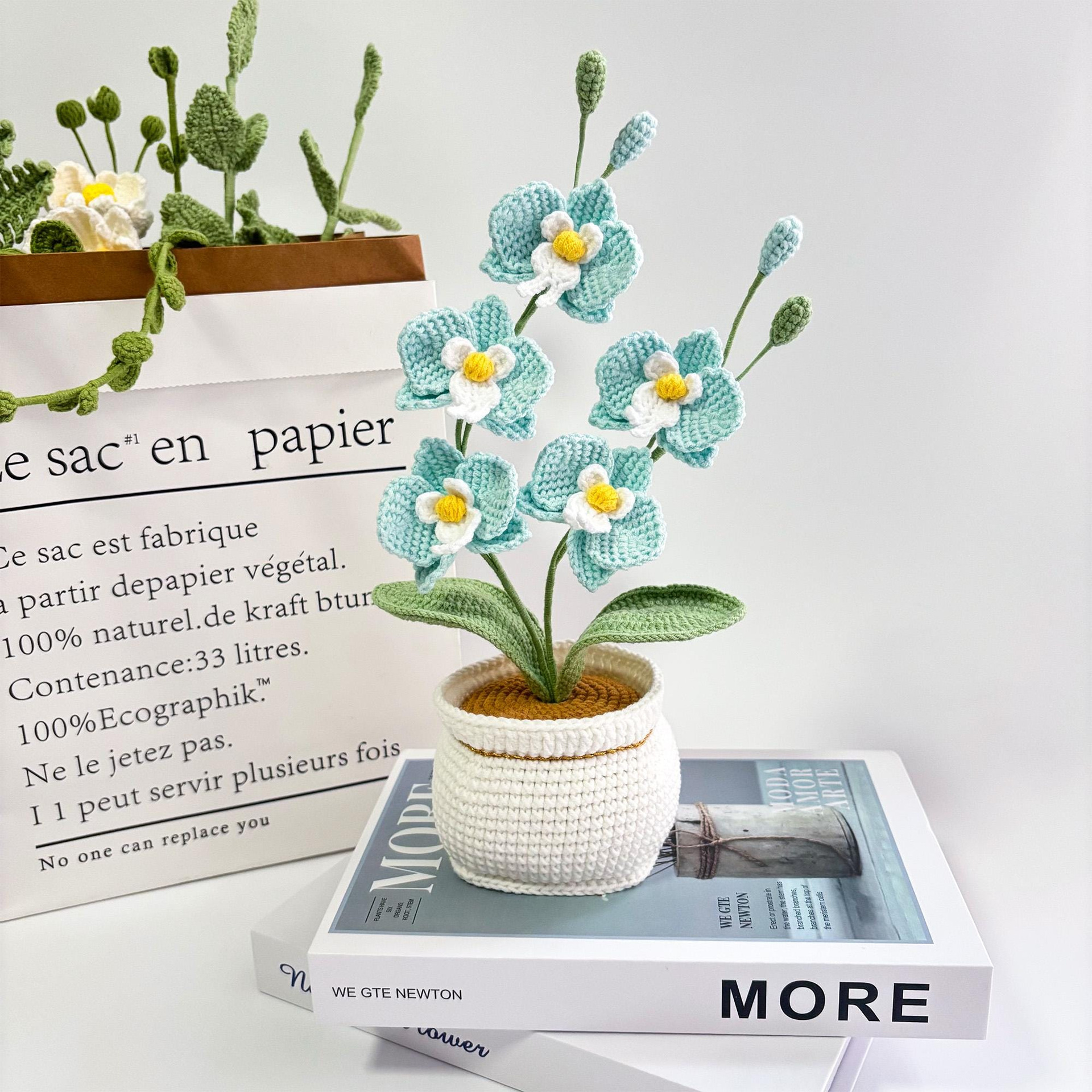Phalaenopsis blu