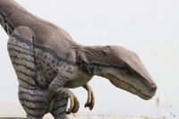 Costume de dinosaure Velociraptor réaliste et personnalisé pour parc d'aventure, avec structure métallique, pour usage intérieur (centre commercial, aéroport)