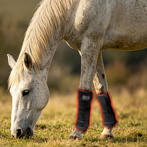 Ceinture de thérapie par lumière rouge professionnelle pour animaux de compagnie, pour soulager les douleurs aux jambes des chiens, chats et <span class=keywords><strong>chevaux</strong></span>, dispositif sans fil pour le bien-être des articulations canines - Product Image 6