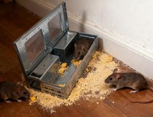 Piège à souris multifonctionnel, solide, en métal, imperméable, robuste, écologique, résistant, pour une lutte efficace contre les nuisibles en intérieur et en extérieur - Product Image 2