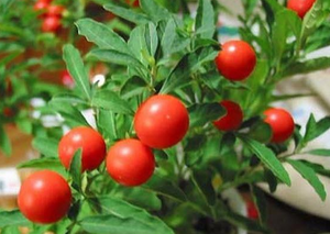 Estratto di Radice di Withania Somnifera di Alta Qualità, Estratto di Ashwagandha (Withania Somnifera) con 5% di Withanolidi - Product Image 4