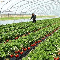 Film plastique agricole pour serre à conversion UV et à absorption de lumière pour la culture de fraises, tomates, raisins et melons