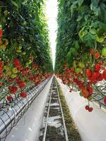 Invernaderos Tropicales de Policarbonato PC y Sistemas de Cultivo Hidropónico Comercial para Tomate, Lechuga y Fresa
