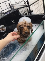 Toilettage de chien en plastique électrique SPA douche baignoire canine chat hydrothérapie lavage baignoire animalerie Salon ozone thérapie baignoires