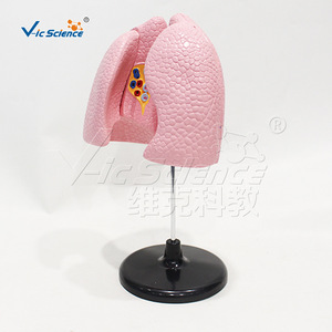 4. Modèle d'anatomie pulmonaire détachable, modèle pédagogique du système respiratoire, équipement pédagogique de laboratoire - Product Image 3