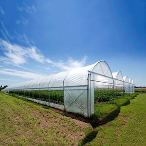 Invernadero agrícola barato de la estructura de la casa verde del Multi-palmo para el tomate - Product Image 5