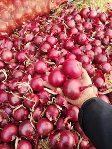 <strong>Onion</strong> 2025 New Crop Sinofarm 5-8cm 25kg Mesh Bag Red <strong>Onions</strong> Price Per Ton <strong>in</strong> <strong>China</strong> Fresh Vegetables <strong>Onion</strong> Seeds Cebolla <strong>Exporter</strong> - Product Image 2