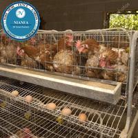 Cage à poules pondeuses moderne 2019, conception en treillis soudé, de l'usine de Guangzhou - pour l'élevage de poules pondeuses
