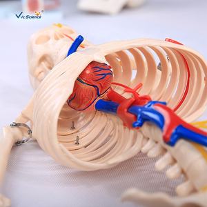 Медицинская обучающая пластиковая модель скелета 85 см, модель скелета человека, анатомическая модель скелета, обучение медицинской науке - Product Image 2