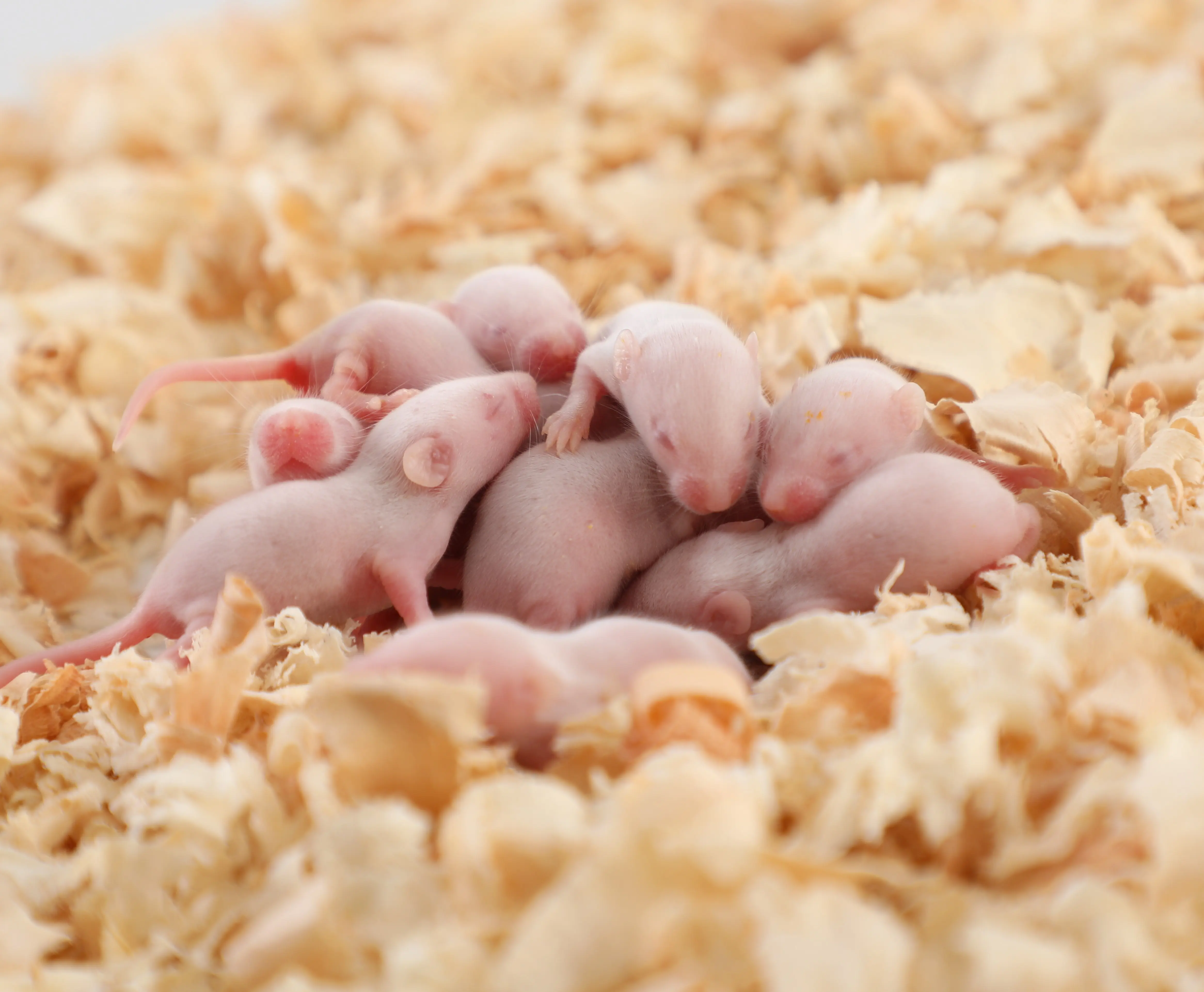 קפוא מזין עכברים קפוא מזין חולדות עבור נחש לטאה מזון טורפים ועופות דורסים