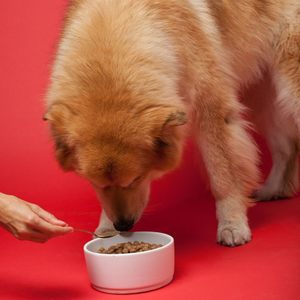 Integratore di masticazione morbido per animali domestici per cani pesce mirtillo rosso urinario-D-mannosio-mirtillo rosso ortica per rene urinario - Product Image 4