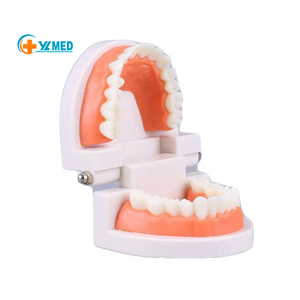 Modelo Anatómico de Odontología para Enseñanza de Ciencias Médicas, Modelo de Entrenamiento Dental, Material de Resina, Marca Yulin, Henan, CE/ISO - Product Image 1