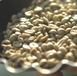 Certified And Traceable Arabica Catimor Grade 3 Green <b>Coffee</b> <b>Beans</b> Produced By Fully Washed Process - Product Image 3