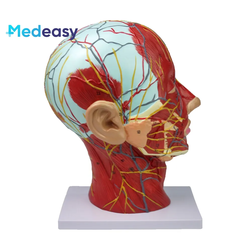 Medische Training Menselijk Hoofd Anatomiemodel, Hoofd En Nek Neurovasculair Model