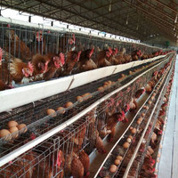 Offre Spéciale : Cage à Poules Pondeuses de Type L pour Ferme Avicole au Ghana à Prix Abordable