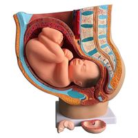 Pelvis anatomique féminin enceinte avec grossesse 9 mois bébé foetus modèle grandeur nature avec organes amovibles