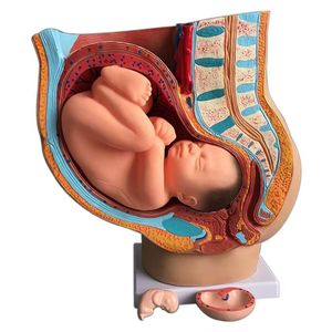 Pelvis femenina embarazada anatómica con embarazo Modelo de feto de bebé de 9 meses Tamaño real con órganos extraíbles - Product Image 5