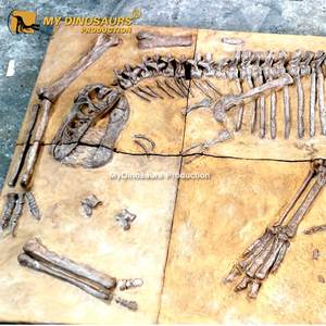 Hóa Thạch Khủng Long Velociraptor Cỡ Thật Thời Tiền Sử Của Tôi Để Bán - Product Image 4