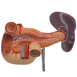 人体真人大小胰腺解剖模型