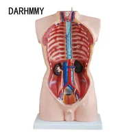 DARHMMY 85CM Torso masculino Simulador de anatomía humana con 19 piezas Producto de entrenamiento de ciencia médica