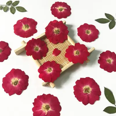 Real Dried Pressed Flower Red Rose
