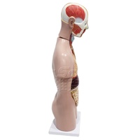Modelo Anatómico de Torso Humano a Medio Cuerpo con 12 Órganos Removibles para Educación Escolar en Biología, con Certificaciones CE, ISO, ROHS y CNAS