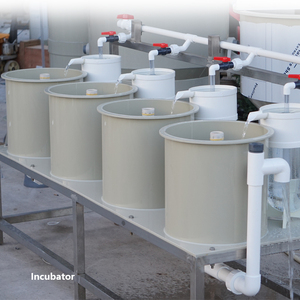 Equipo de piscicultura Ewater RAS Incubadoras de <span class=keywords><strong>huevos</strong></span> de camarones y peces a la venta Equipo de acuicultura - Product Image 2