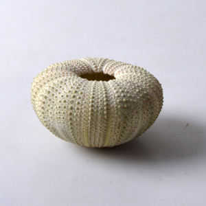 天然ウニの殻繊細でユニークなパイナップルのパンティングポット - Product Image 5