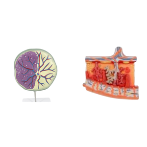 Modelo de Ojo Gigante de PVC de ADA Medical Science, Sección de Piel, ADA-313-3/ADA-316, para Demostración de Enfermedades, Herramienta de Enseñanza Médica, Shanghái - Product Image 1