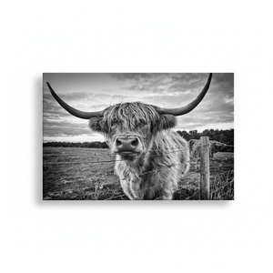 Highland Cow Canvas Wall Art: Longhorn Cattle, Farmhouse Decor,<b>WRAPPED</b> CANVAS - Product Image 2