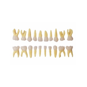 Modelo de dientes de anatomía dental modelo de práctica de dientes primarios - Product Image 1